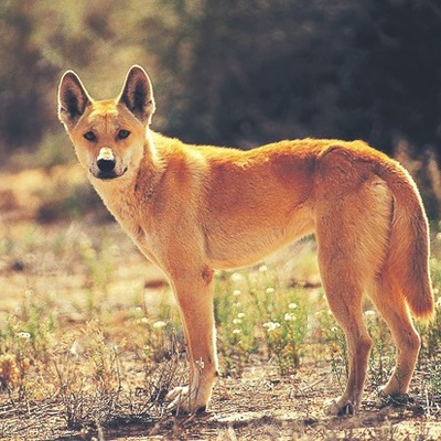 The Dingoes