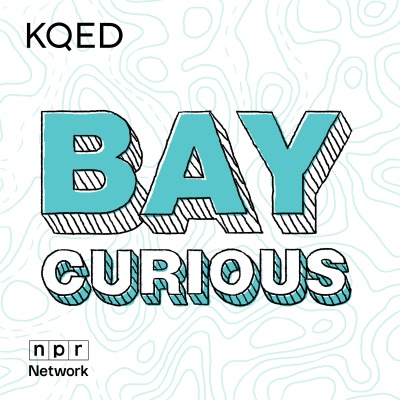 Bay Curious